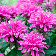 Marshall's Delight Bee Balm : 1 Gallon