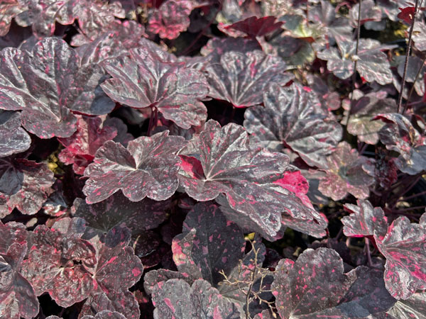 Midnight Rose Coral bells ® : 1 Gallon