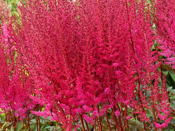 Mighty Chocolate Cherry Astilbe : 1 Gallon