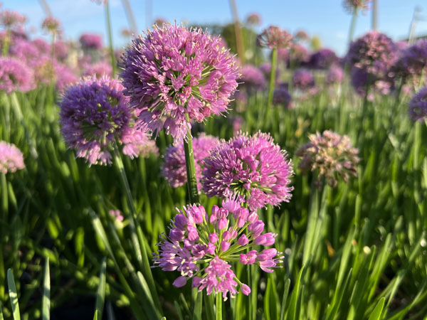 Millenium Ornamental Onion : 1 Gallon