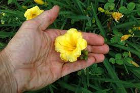 Mini Stella Daylily : 1 Gallon