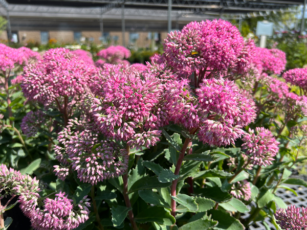 Mr. Goodbud Sedum : 1 Gallon