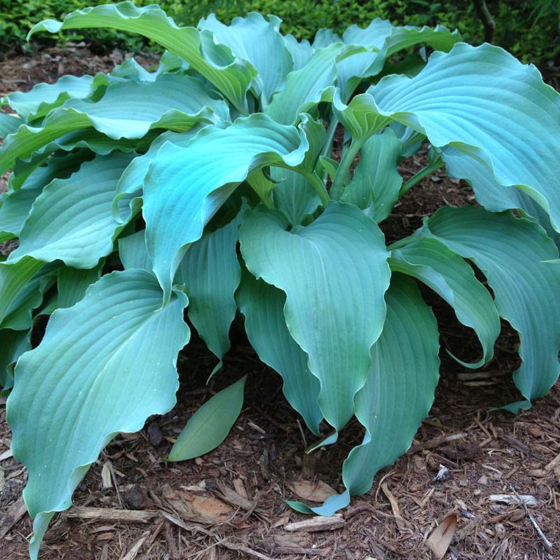 Neptune Hosta : 1 Gallon
