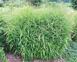 Northern Sea Oats Grass : 1 Gallon