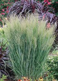 Northwind Switch Grass : 1 Gallon