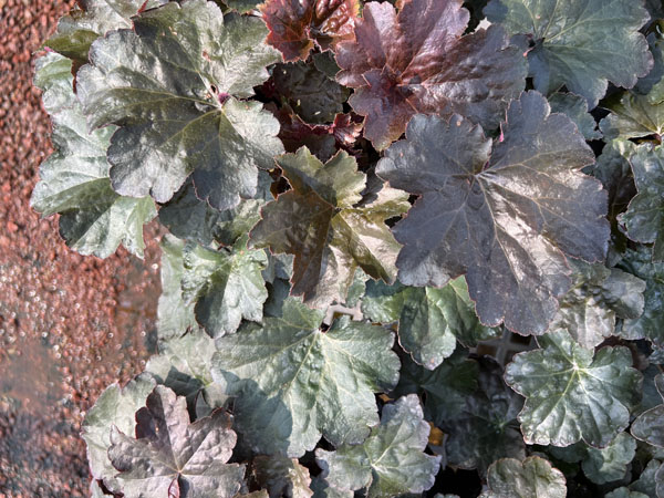 Palace Purple Coral Bells : 1 Gallon