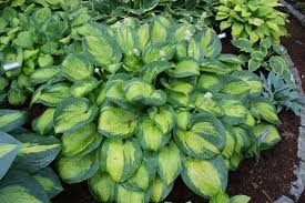 Paradigm Hosta : 1 Gallon