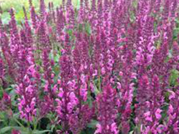 Pink Friesland Sage : 1 Gallon