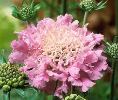 Pink Mist Pincushion : 1 Gallon