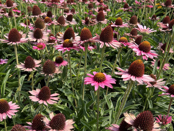 Pixie Meadowbrite Coneflower : 1 Gallon