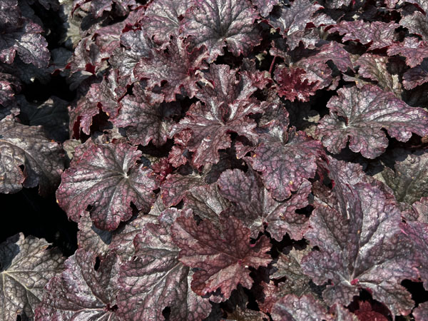 Plum Pudding Coral Bells : 1 Gallon