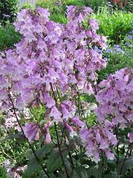 Pocahontas Beardtongue : 1 Gallon