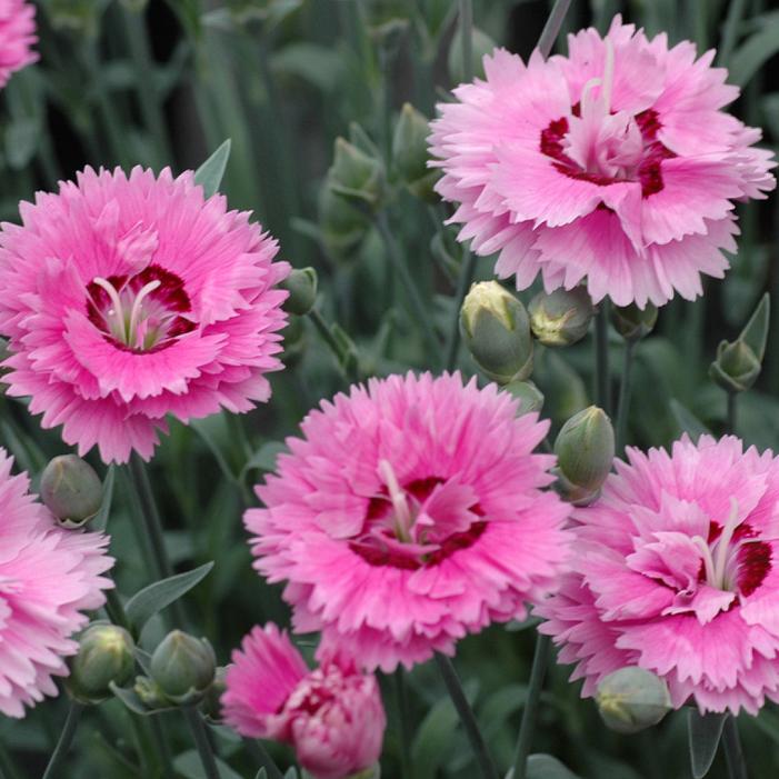 Pop Star Dianthus : 1 Gallon