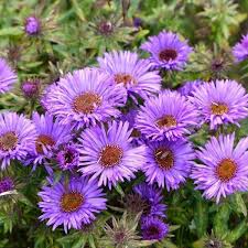 Purple Dome Aster : 1 Gallon