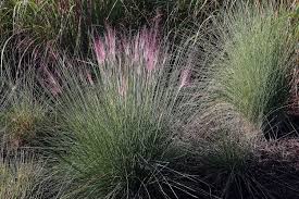 Purple Moor Grass : 1 Gallon