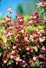 Red Barrenwort : 1 Gallon