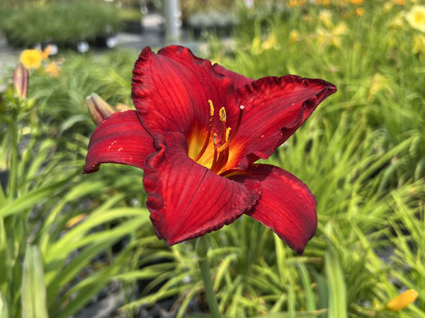 Red Pinocchio Daylily : 1 Gallon