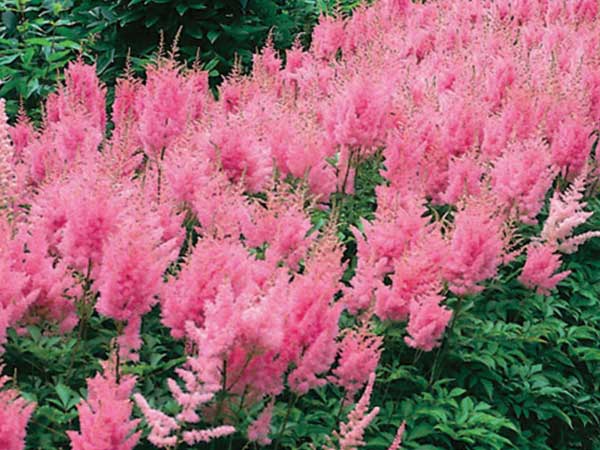 Rheinland Astilbe : 1 Gallon