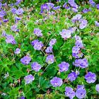 Rozanne Geranium ® : 1 Gallon