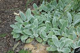 Silver Carpet Lamb's Ear : 1 Gallon