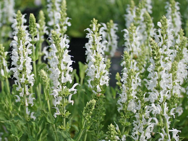 Snow Hill Salvia : 1 Gallon