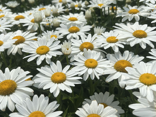 Snowcap Shasta Daisy : 1 Gallon