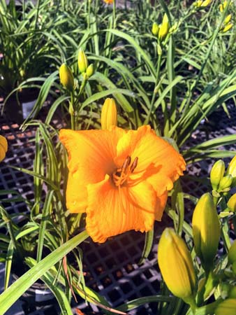 Solomans Gold Daylily : 1 Gallon