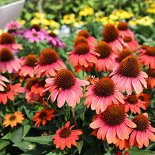 Sombrero Hot Coral Coneflower ® : 1 Gallon