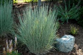 Standing Ovation Little Bluestem Grass : 1 Gallon