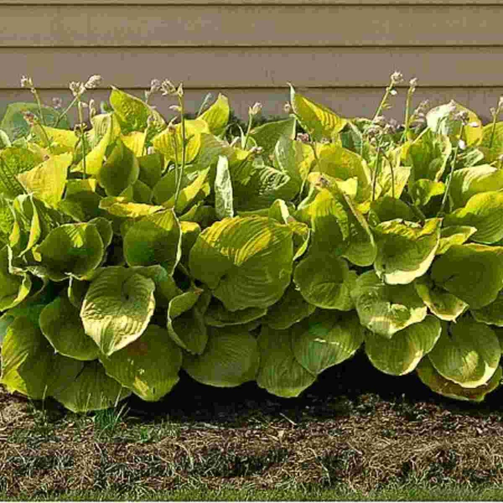 Sum and Substance Hosta : 1 Gallon