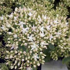 Thundercloud Stonecrop Sedum : 1 Gallon