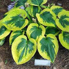 Tootie Mae Hosta : 1 Gallon