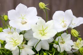White Clips Bellflower : 1 Gallon