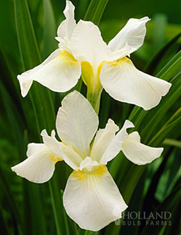 White Swirl Iris : 1 Gallon