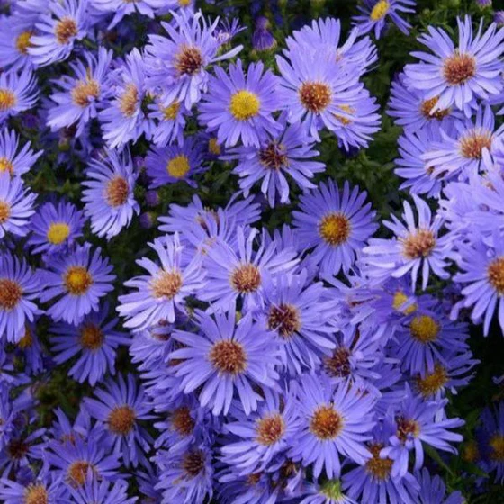 Wood's Blue Aster : 1 Gallon