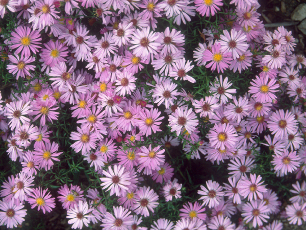 Wood's Pink Aster : 1 Gallon
