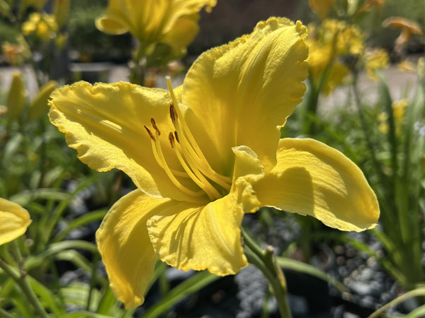 Yellow Superstar Daylily : 1 Gallon