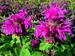 Bee Free Bee Balm : 1 Gallon