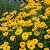 Summer Sun False Sunflower : 1 Gallon