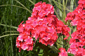 Flame Coral Phlox Improved : 1 Gallon