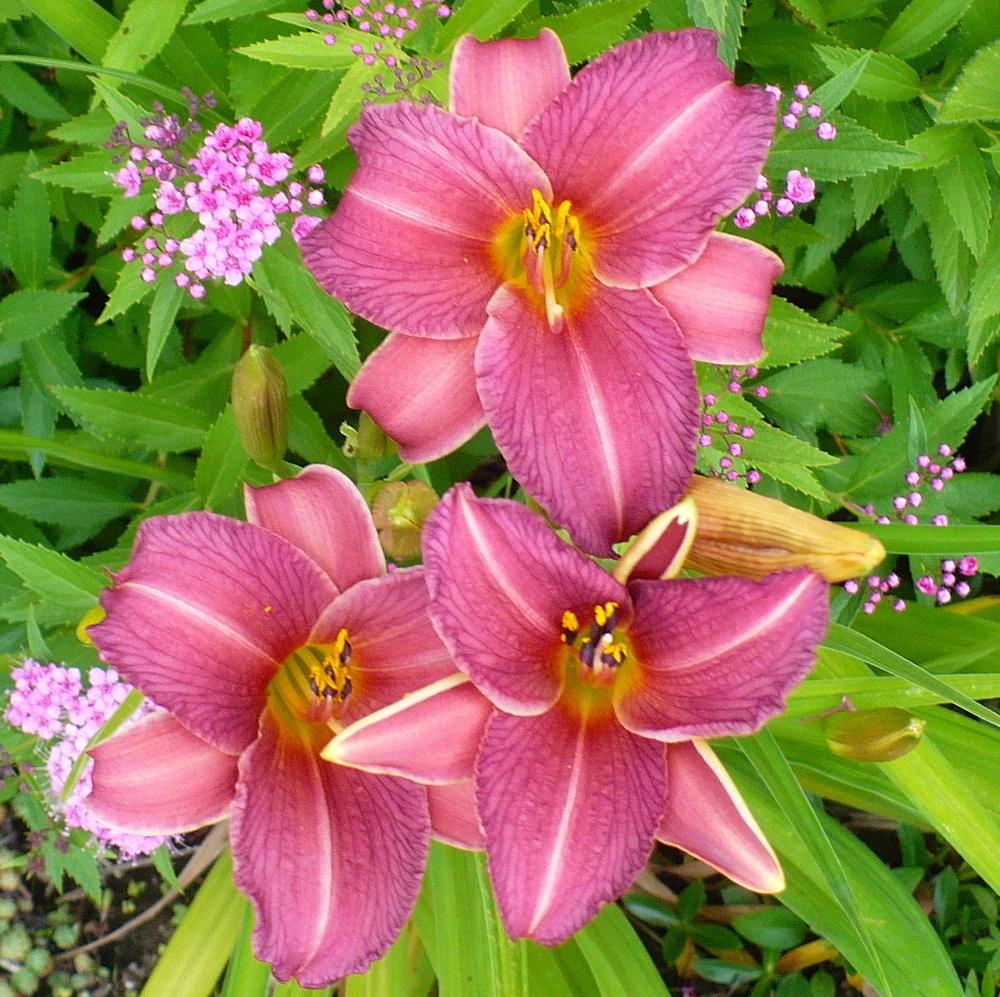 Little Wine Cup Daylily : 1 Gallon