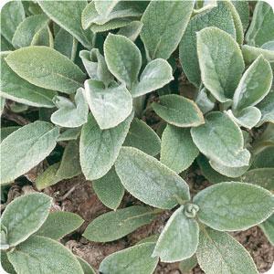 Helene Von Stein Big Lamb's Ear : 1 Gallon