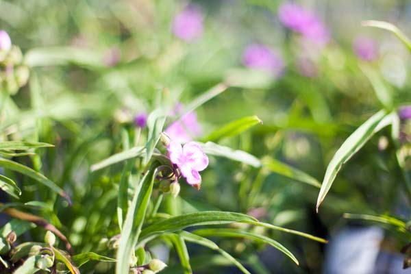 Sweet Kate Spiderwort : 1 Gallon