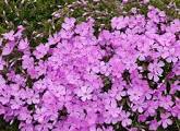 Emerald Pink Creeping Phlox : 4 Inch Pot