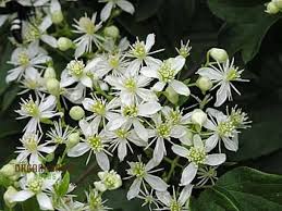 Virgin's Bower Clematis : 1 Gallon