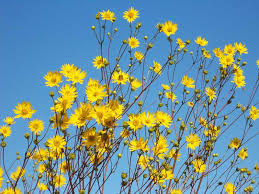 Prairie Dock : 1 Gallon
