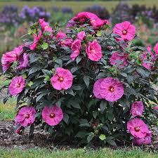 Berry Awesome Hibiscus : 2 Gallon