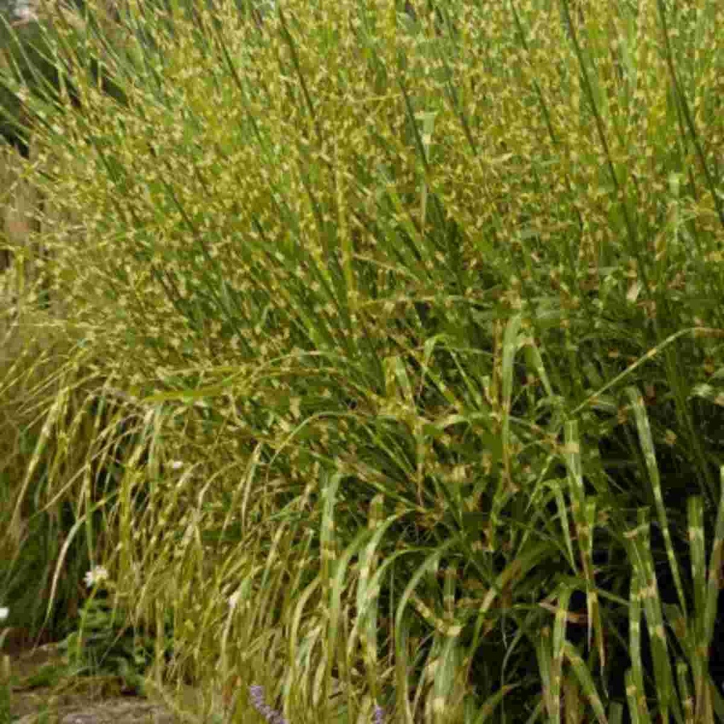 Gracillimus Maiden Grass : 3 Gallon