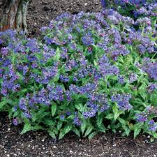 Trevi Fountain Pulmonaria : 1 Gallon