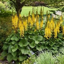 The Rocket Ligularia : 2 Gallon